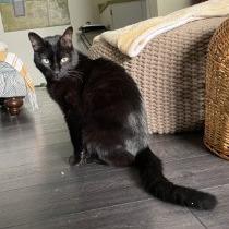 Enlarge Thackeray, a Adoptable Domestic Medium Hair in Tempe, AZ image 3/6