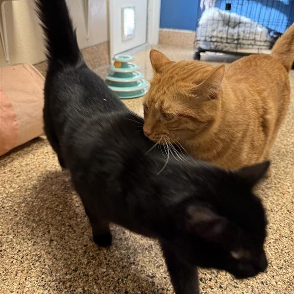 Enlarge Thackeray, a Adoptable Domestic Medium Hair in Tempe, AZ image 4/6