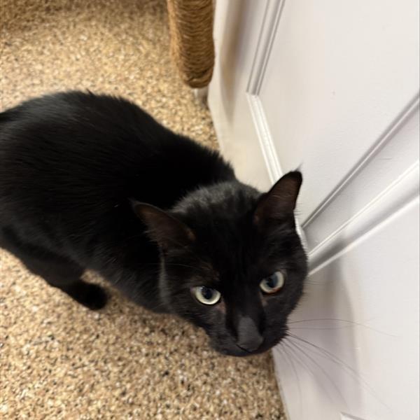 Enlarge Thackeray, a Adoptable Domestic Medium Hair in Tempe, AZ image 5/6