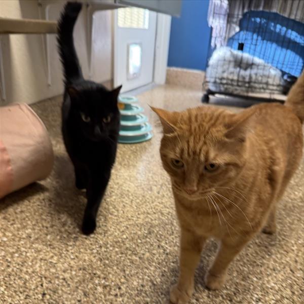 Enlarge Thackeray, a Adoptable Domestic Medium Hair in Tempe, AZ image 6/6