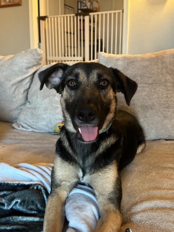 Enlarge Peaches, a Adoptable German Shepherd Dog in Tonopah, AZ image 3/4