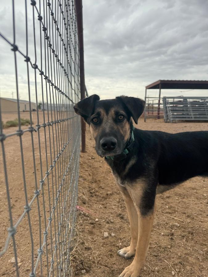 Enlarge Peaches, a Adoptable German Shepherd Dog in Tonopah, AZ image 2/4