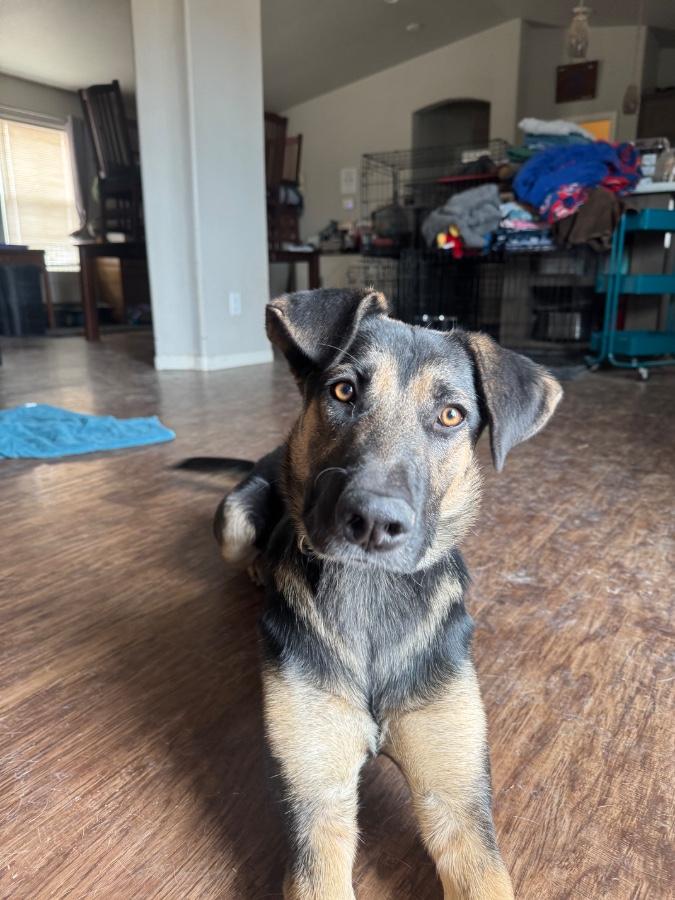 Peaches, Adoptable, Young Female German Shepherd Dog.