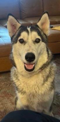 Maeven, Adoptable, Young Female Siberian Husky.