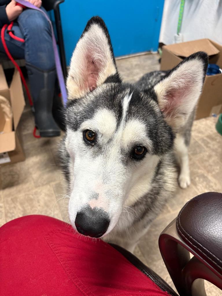 Enlarge Maeven, a Adoptable Siberian Husky in Reno, NV image 2/4