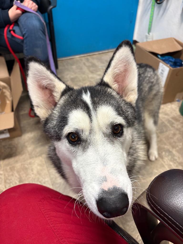 Enlarge Maeven, a Adoptable Siberian Husky in Reno, NV image 3/4