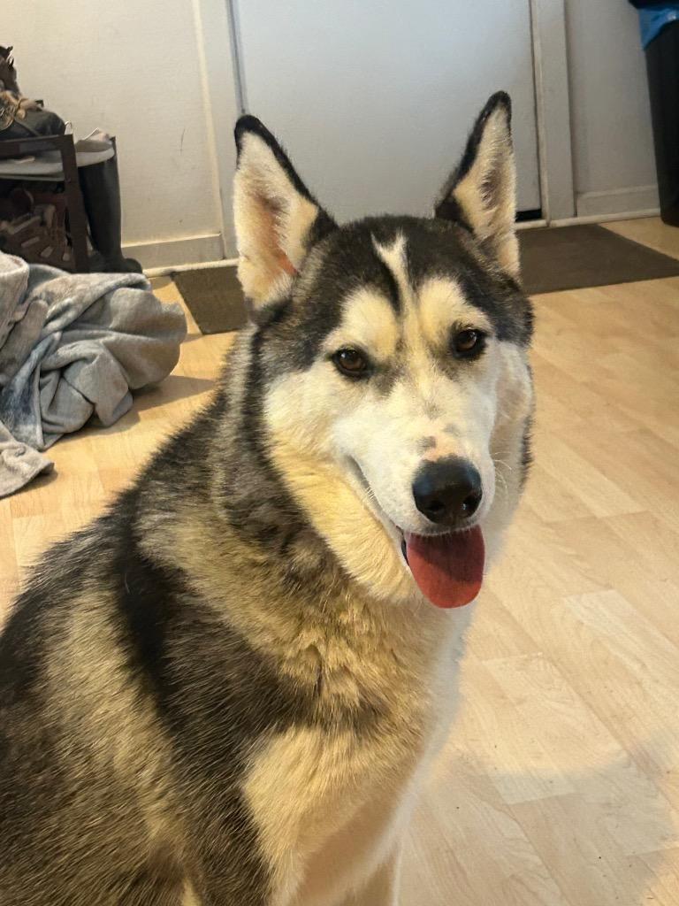 Enlarge Maeven, a Adoptable Siberian Husky in Reno, NV image 4/4