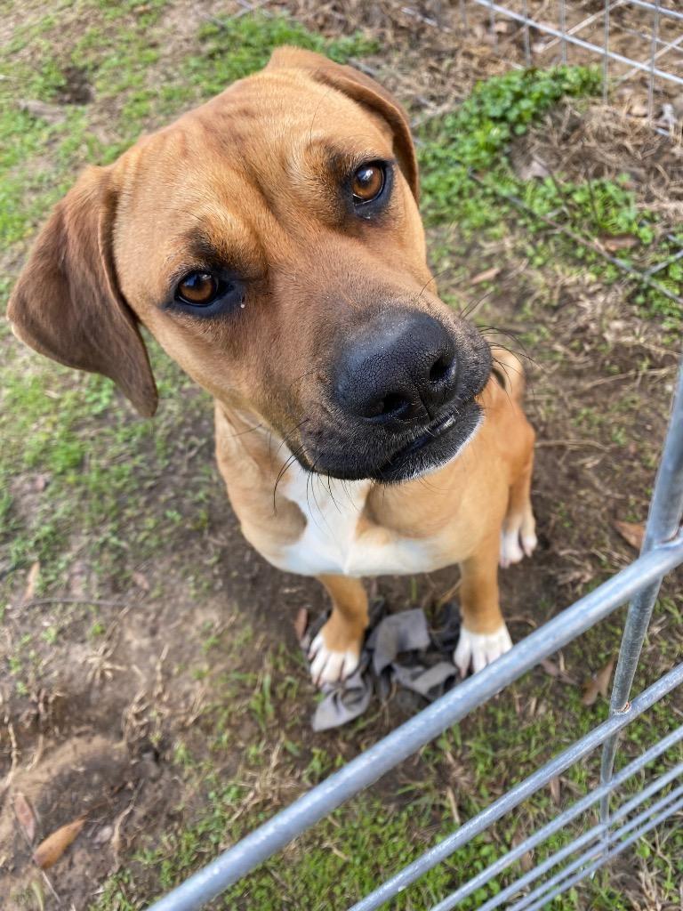 Sadie, Adoptable, Adult Female Black Mouth Cur & Mixed Breed.