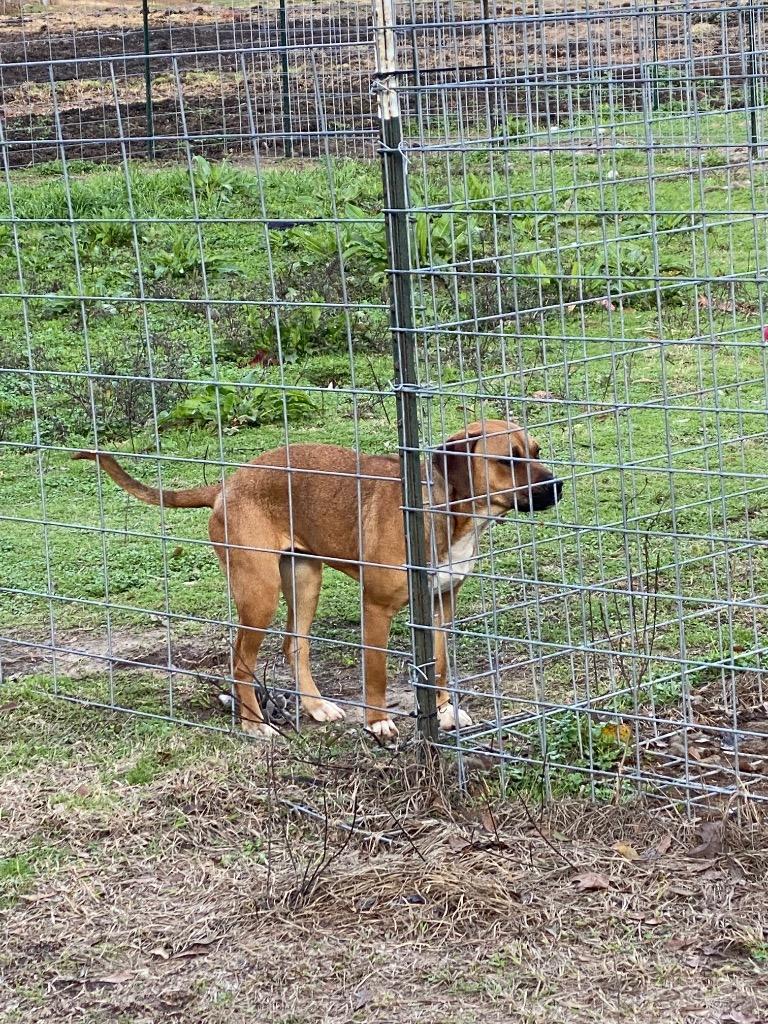 Sadie, a Adoptable mixed breed in St. Francisville, LA image 3/4