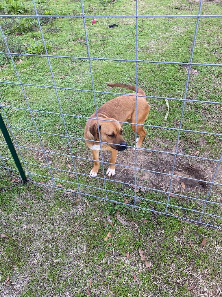 Enlarge Sadie, a Adoptable mixed breed in St. Francisville, LA image 3/4