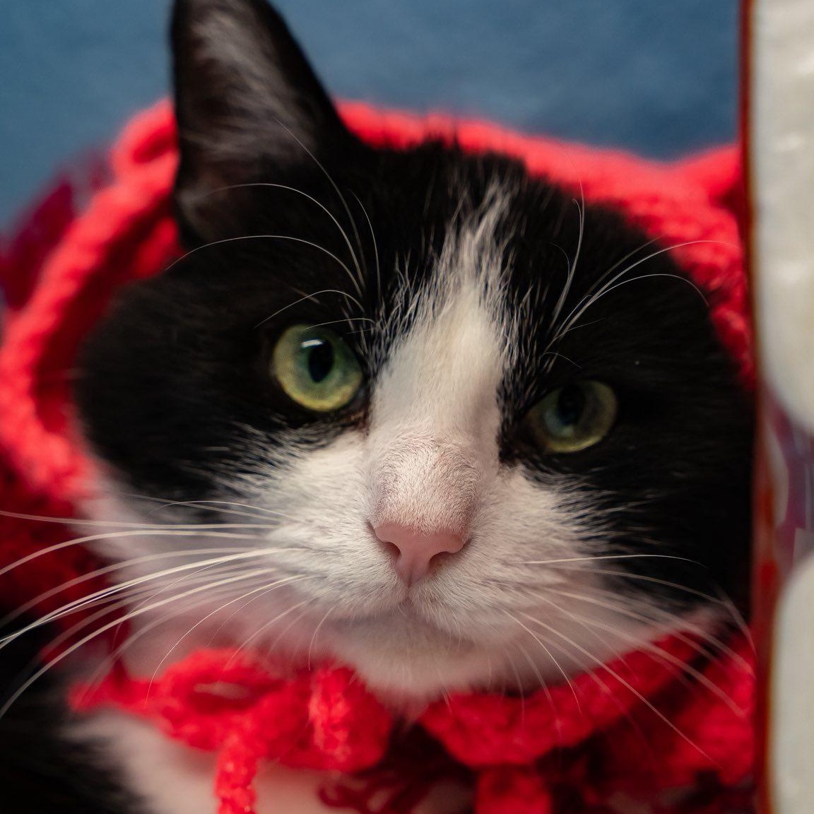 Enlarge Luke, a ADOPTABLE Domestic Short Hair in Alexandria, IN image 5/6