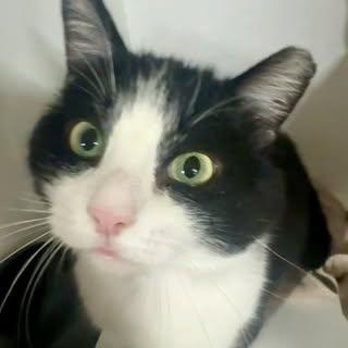 Enlarge Luke, a ADOPTABLE Domestic Short Hair in Alexandria, IN image 6/6