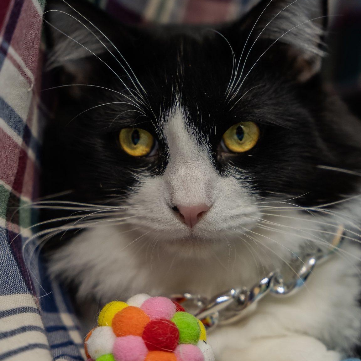 Enlarge Luke, a ADOPTABLE Domestic Short Hair in Alexandria, IN image 4/6
