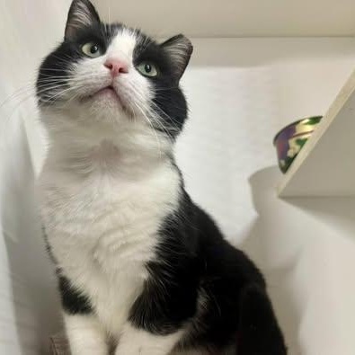 Enlarge Luke, a ADOPTABLE Domestic Short Hair in Alexandria, IN image 2/6