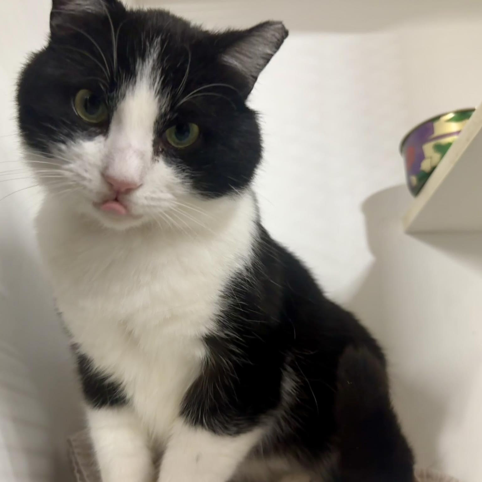 Enlarge Luke, a ADOPTABLE Domestic Short Hair in Alexandria, IN image 1/6