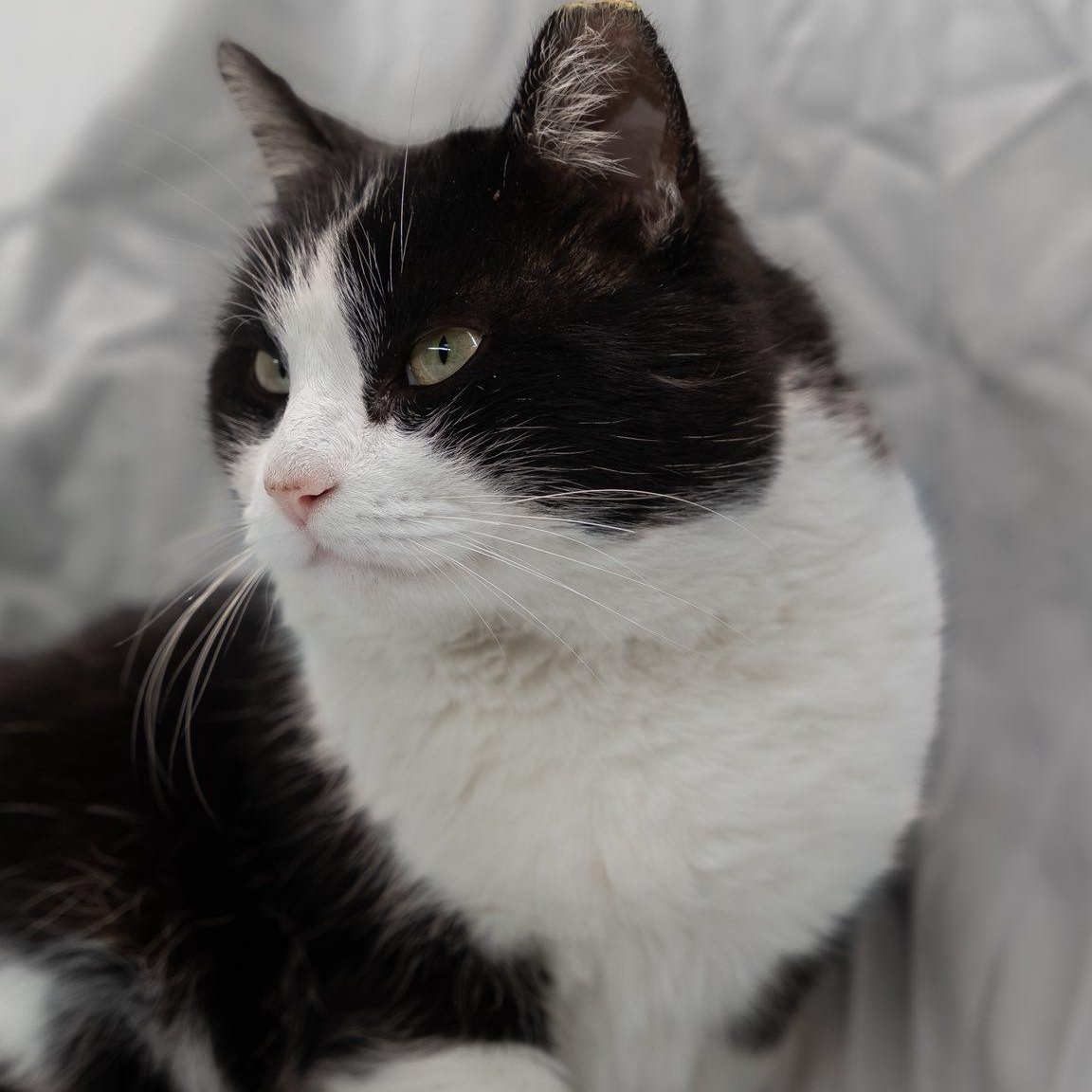 Luke, ADOPTABLE, Adult Male Domestic Short Hair.