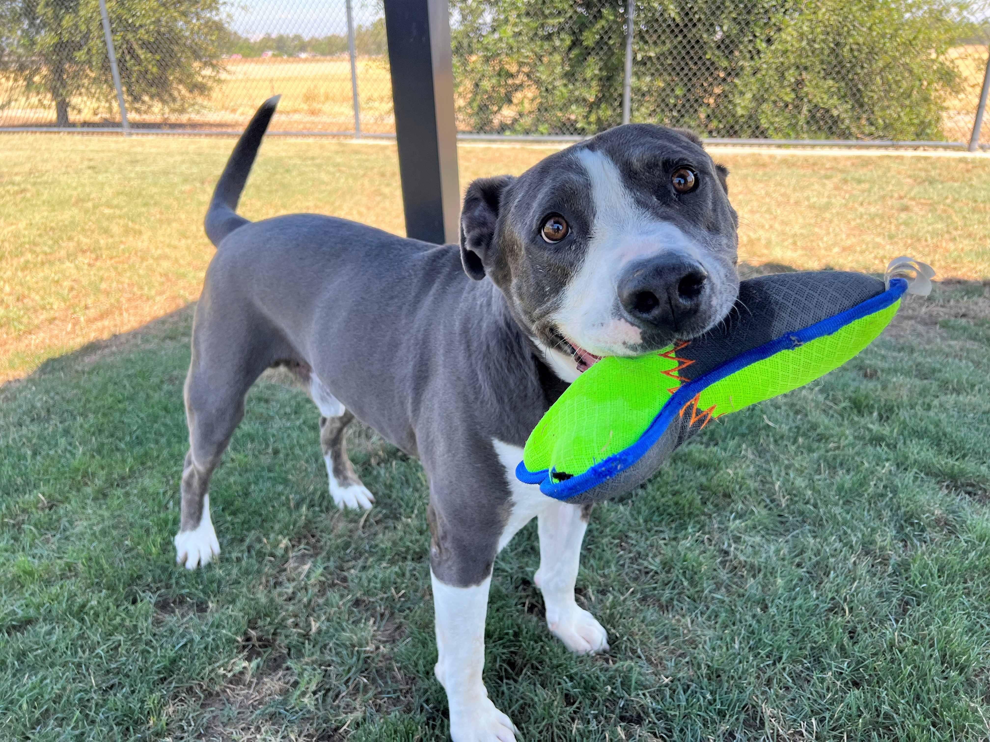 Stormer, an adoptable Pit Bull Terrier in Clovis, CA, 93611 | Photo Image 2
