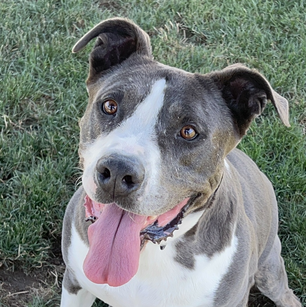 Stormer, an adoptable Pit Bull Terrier in Clovis, CA, 93611 | Photo Image 3