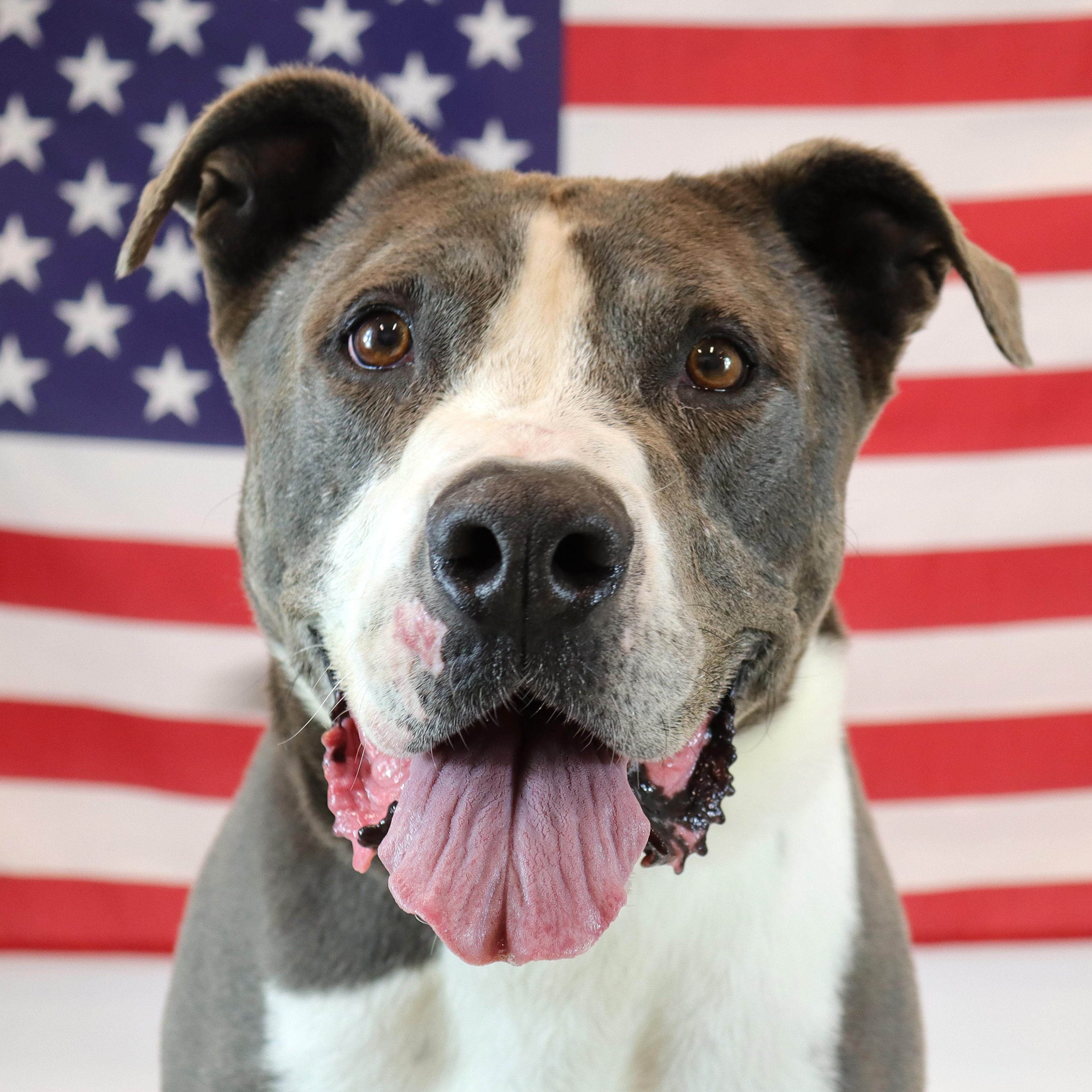 Stormer, Adoptable, Adult Male Pit Bull Terrier.
