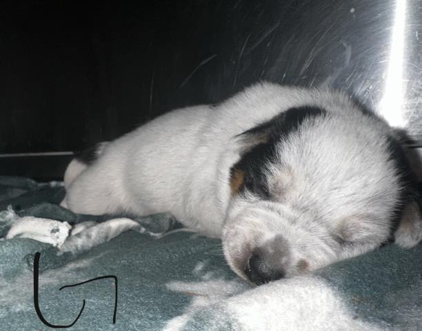 WILLA — thumbnail 2