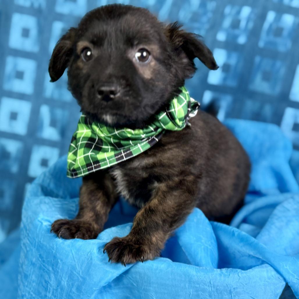 Mousse, Adoptable, Puppy Male Mixed Breed.