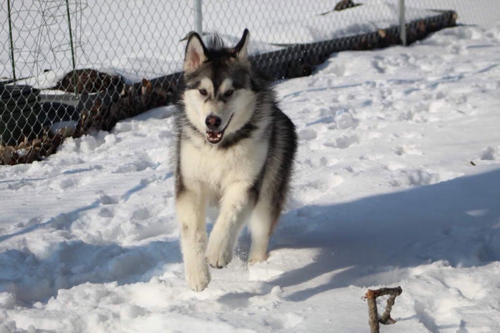Enlarge Timber, a Adoptable Alaskan Malamute in Gladwin, MI image 3/3