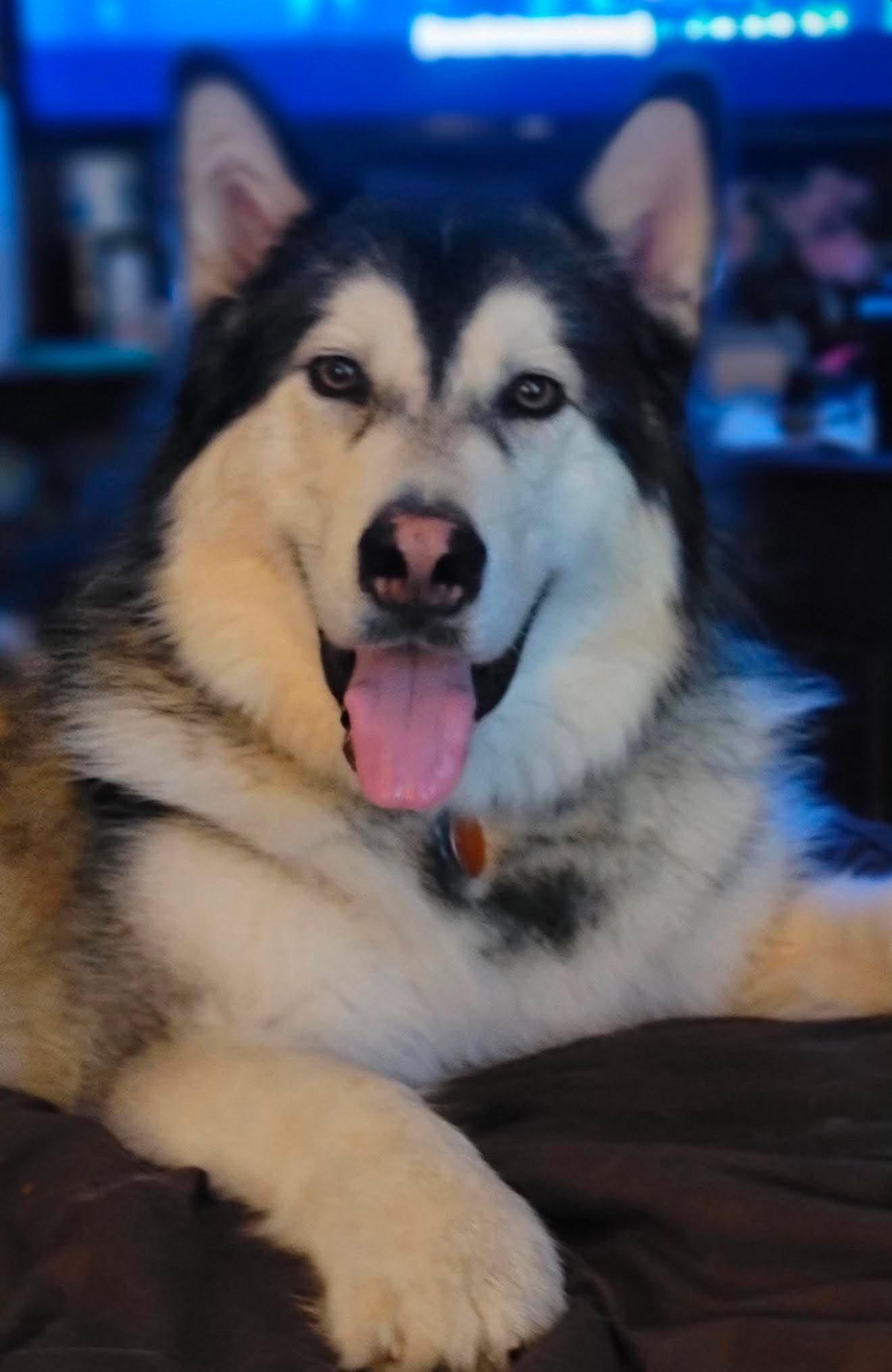 Enlarge Timber, a Adoptable Alaskan Malamute in Gladwin, MI image 1/3