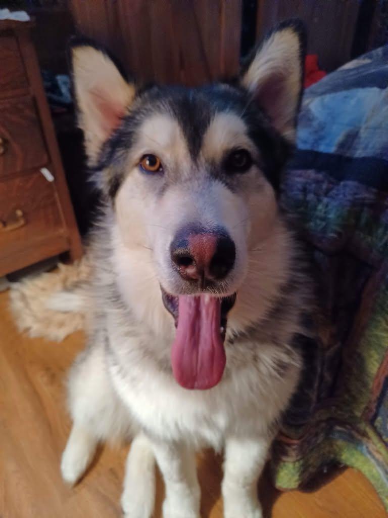 Enlarge Timber, a Adoptable Alaskan Malamute in Gladwin, MI image 2/3