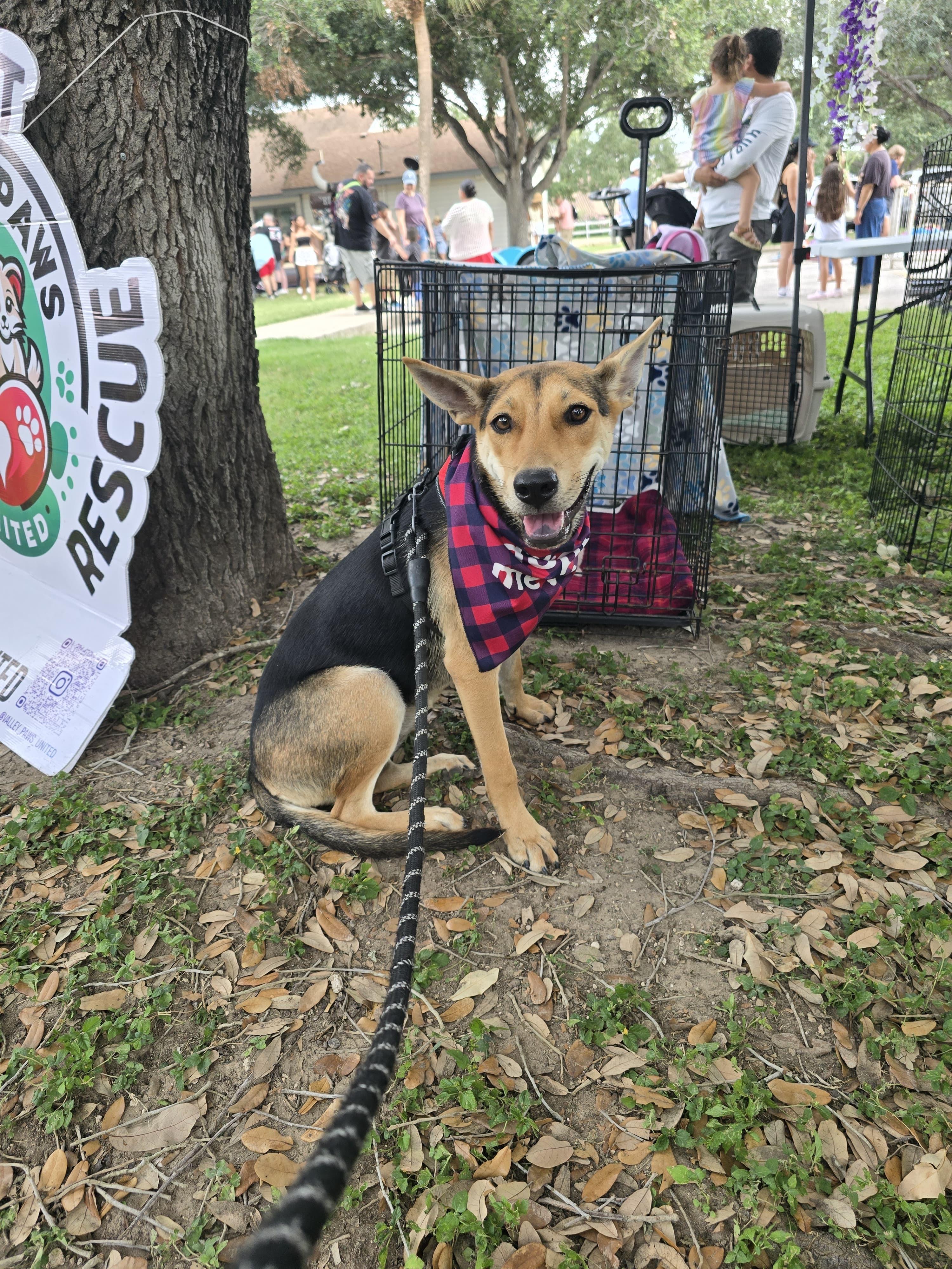 Enlarge Daisy, a Adoptable mixed breed in Birmingham, AL image 1/6