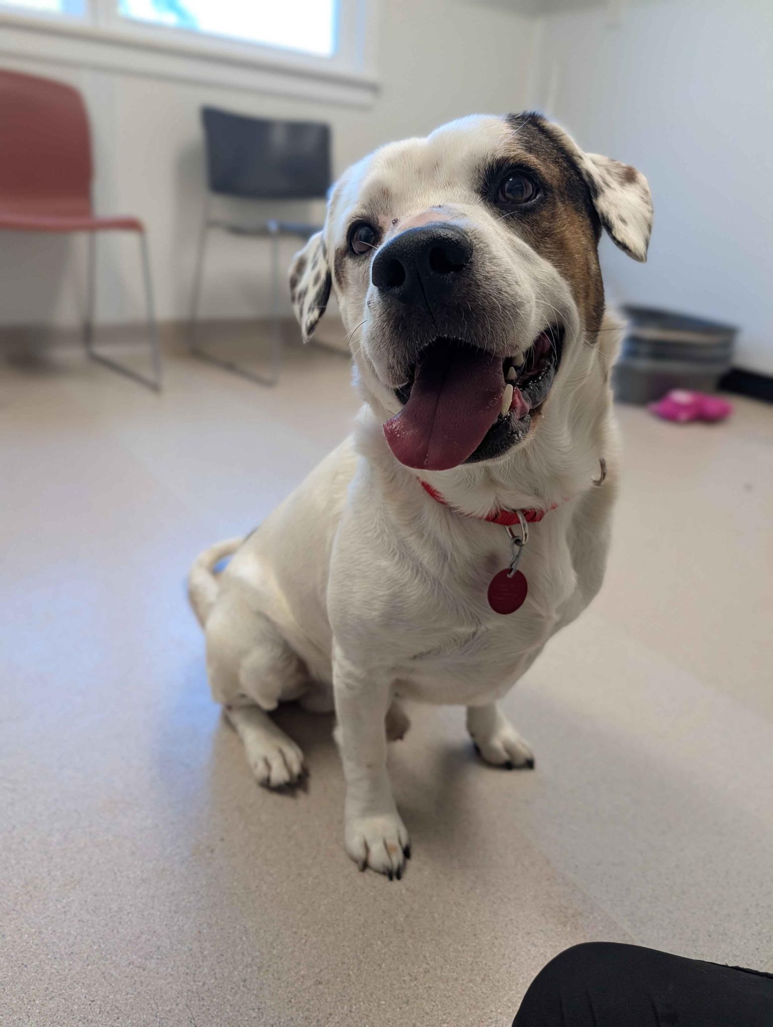 Ditto, ADOPTABLE, Adult Male Mixed Breed.