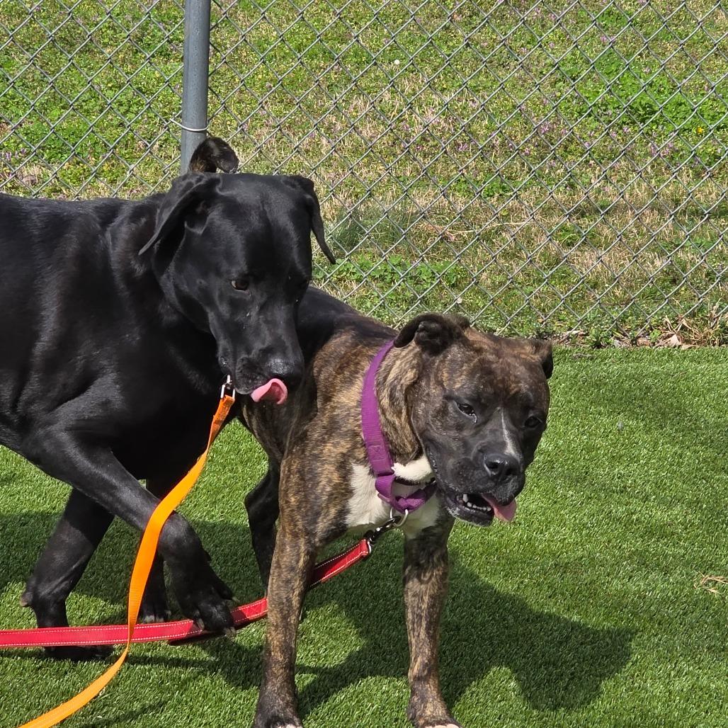 Silas "Rocket", Adoptable, Adult Male Mixed Breed.