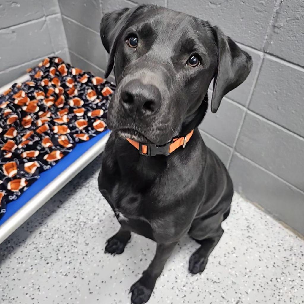 Enlarge Silas "Rocket", a Adoptable Mixed Breed in Huntsville, AL image 3/3