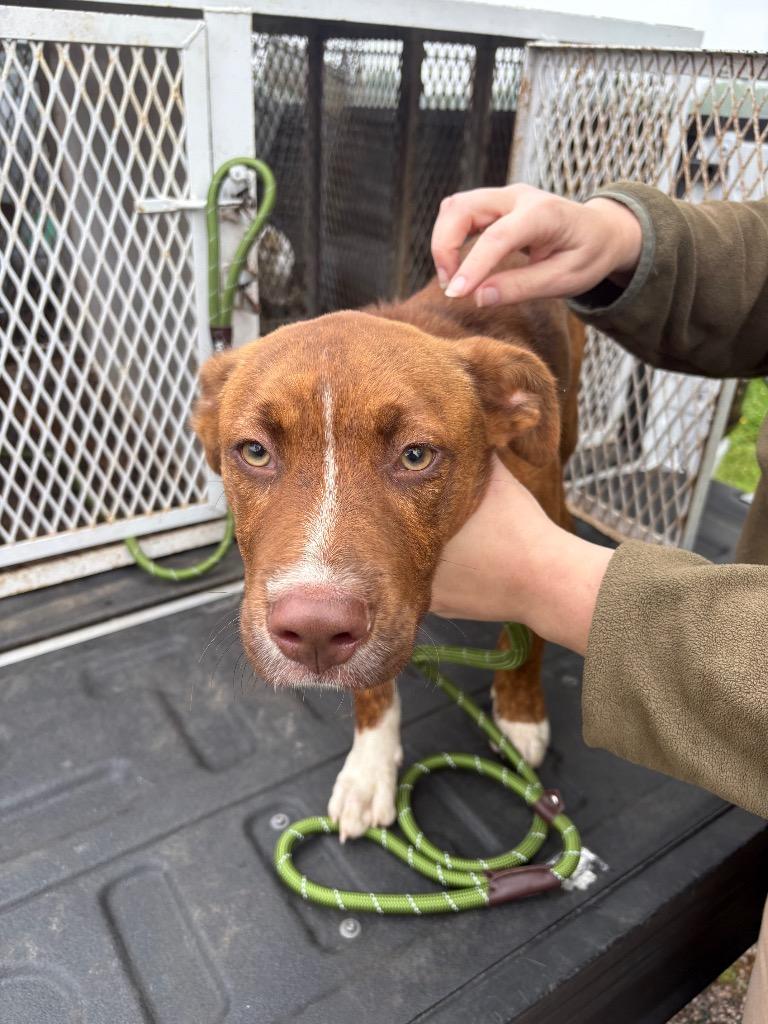 Helio, a Adoptable Pit Bull Terrier in Ada, OK image 1/3