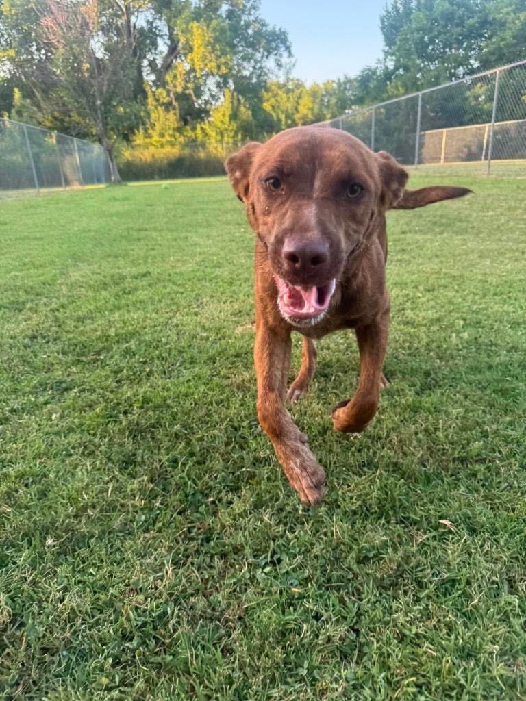 Helio, a Adoptable Pit Bull Terrier in Ada, OK image 2/3