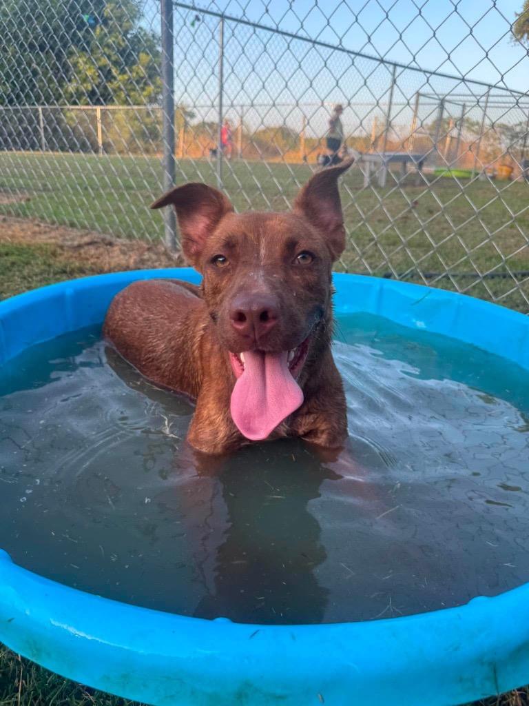 Helio, a Adoptable Pit Bull Terrier in Ada, OK image 3/3