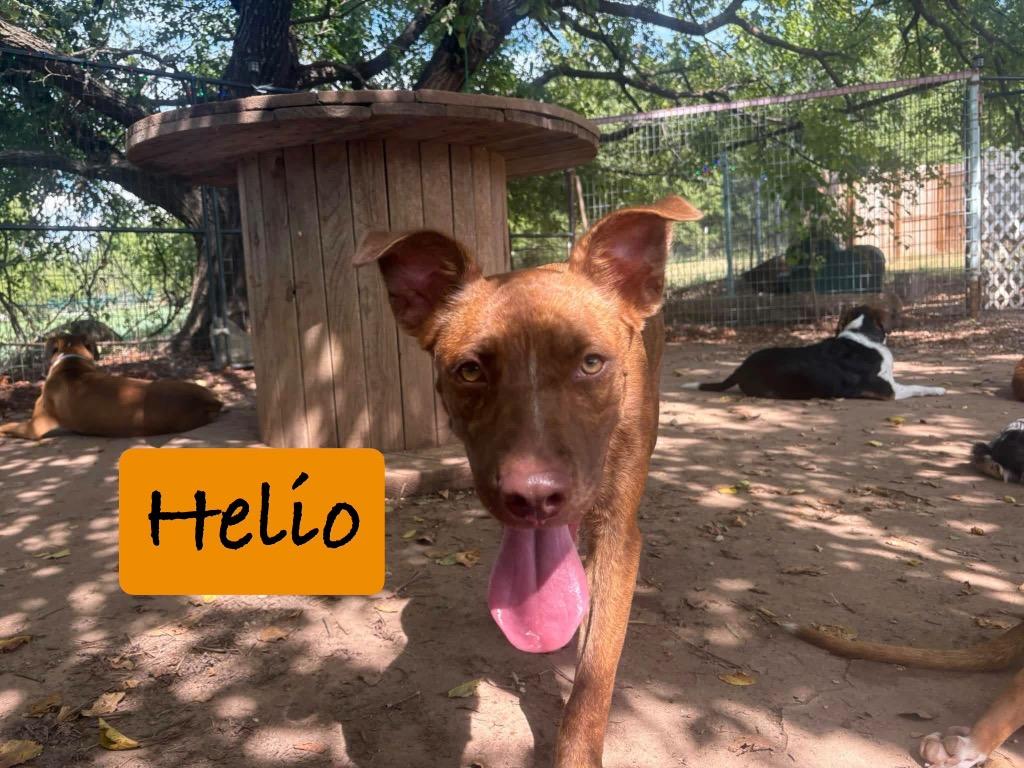 Enlarge Helio, a Adoptable mixed breed in Ada, OK image 3/4