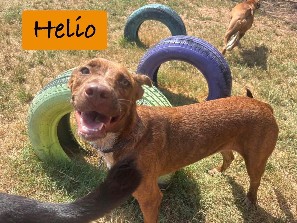 Enlarge Helio, a Adoptable mixed breed in Ada, OK image 4/4