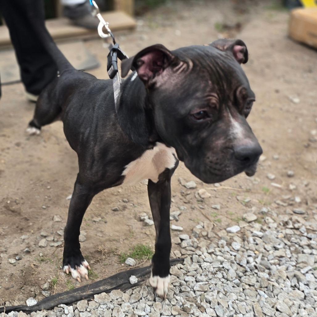 Enlarge Tank, a Adoptable Mixed Breed in Hinesville, GA image 1/6