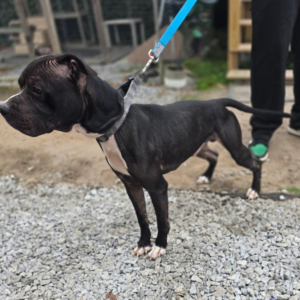 Tank, Adoptable, Adult Male Mixed Breed.