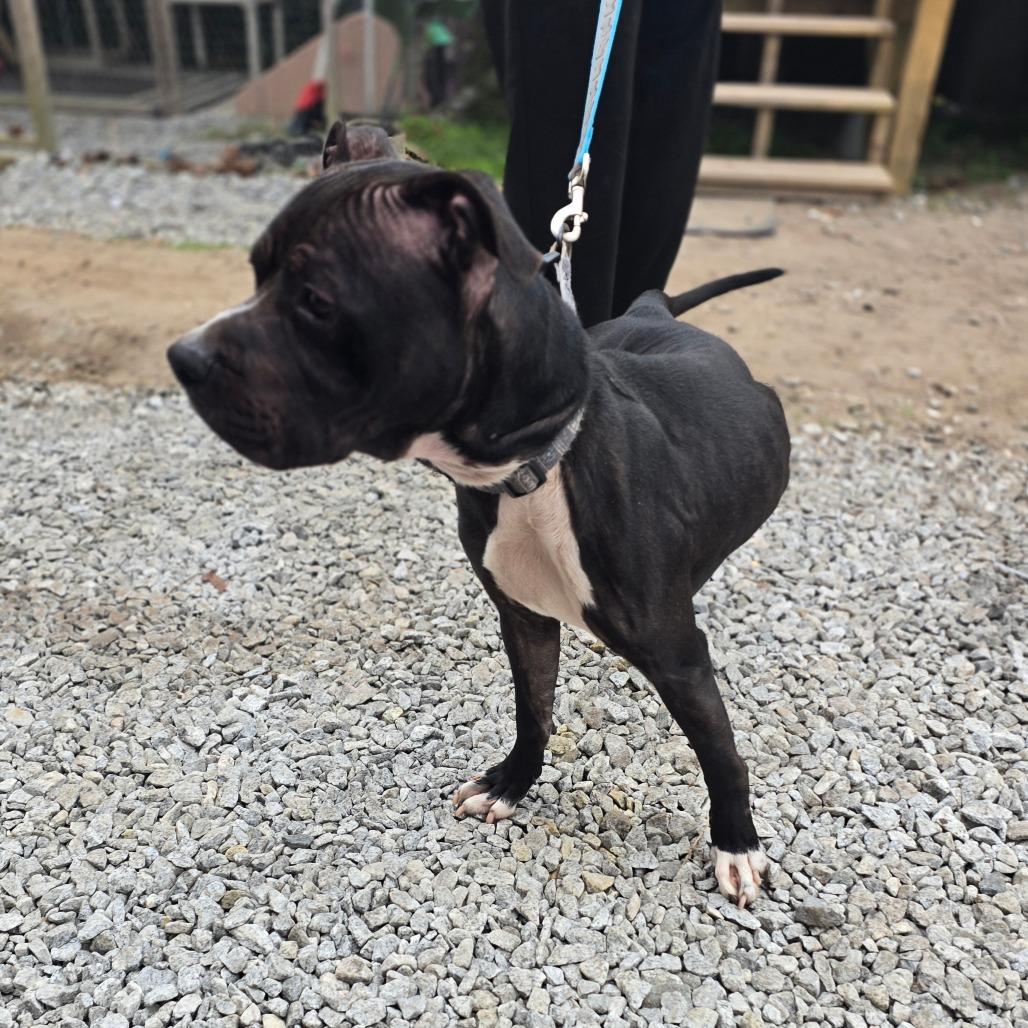 Enlarge Tank, a Adoptable Mixed Breed in Hinesville, GA image 3/6