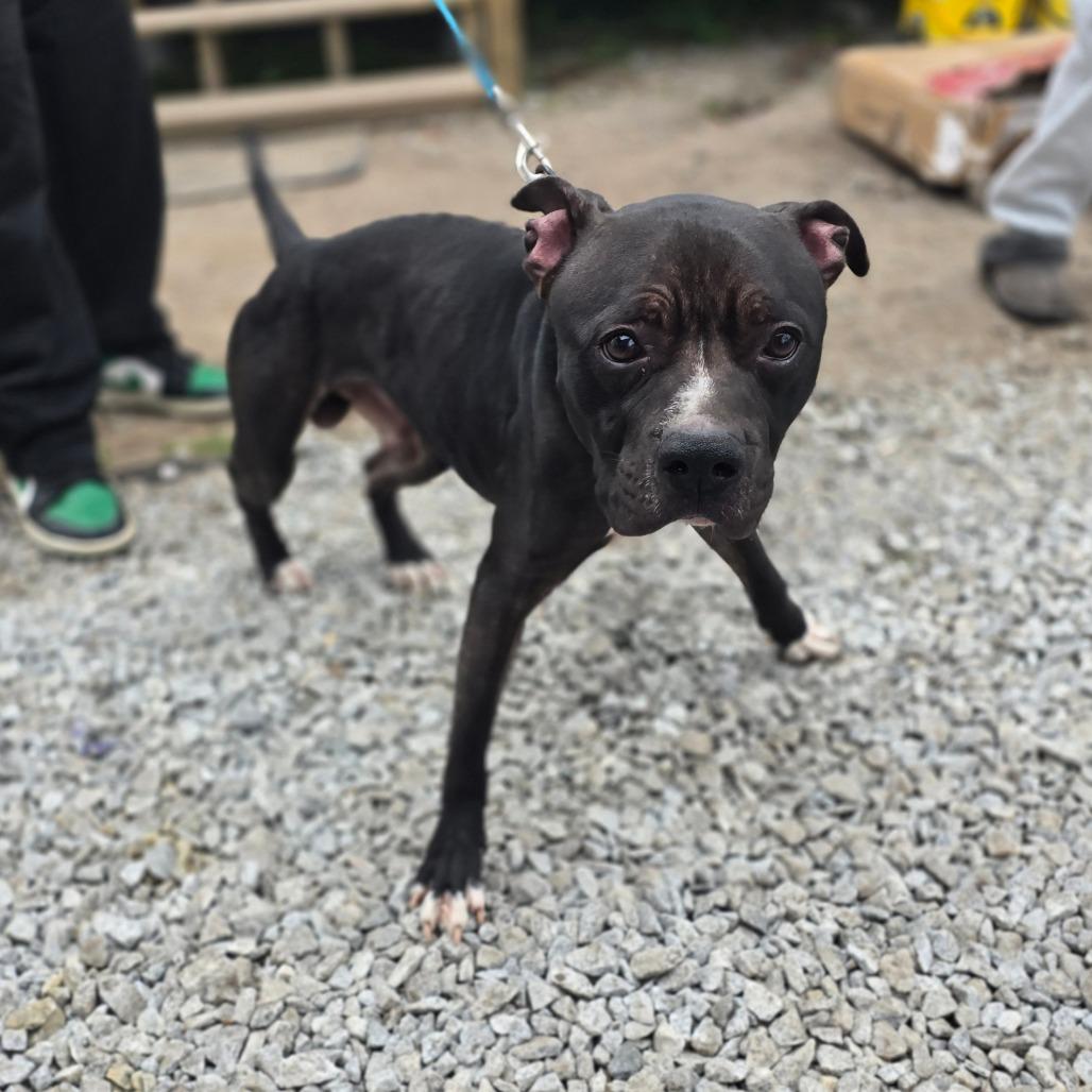 Enlarge Tank, a Adoptable Mixed Breed in Hinesville, GA image 4/6