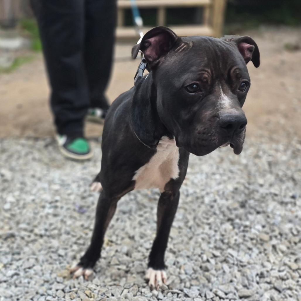 Enlarge Tank, a Adoptable Mixed Breed in Hinesville, GA image 5/6