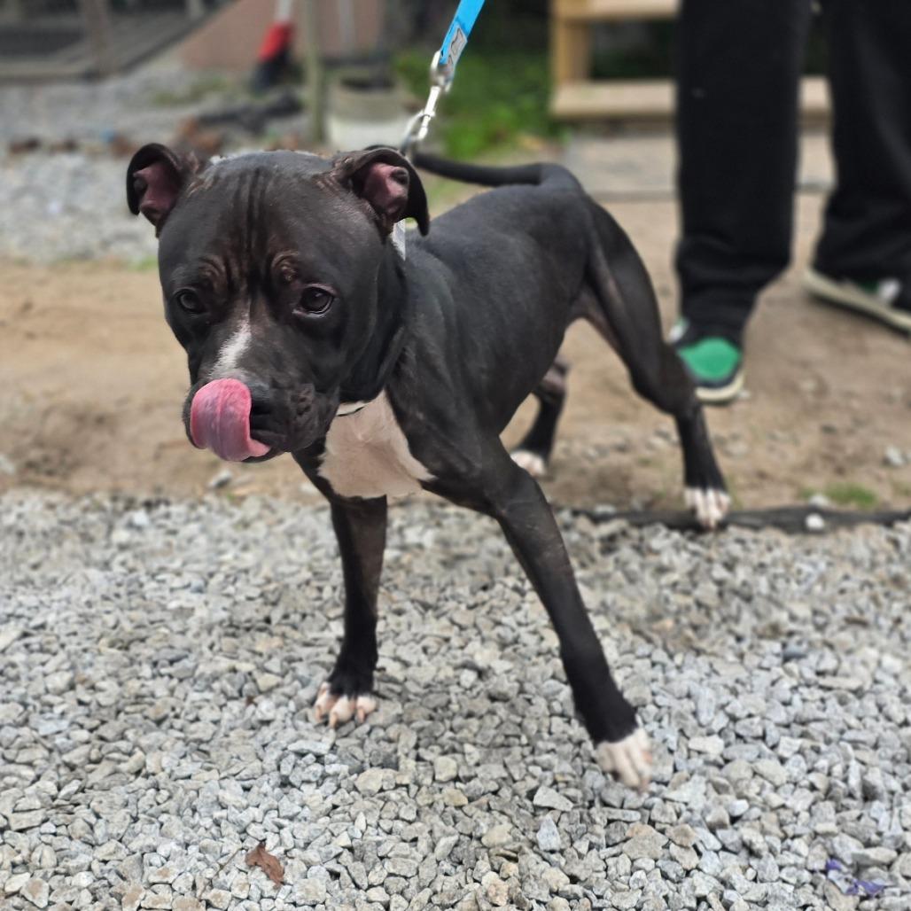 Enlarge Tank, a Adoptable Mixed Breed in Hinesville, GA image 6/6