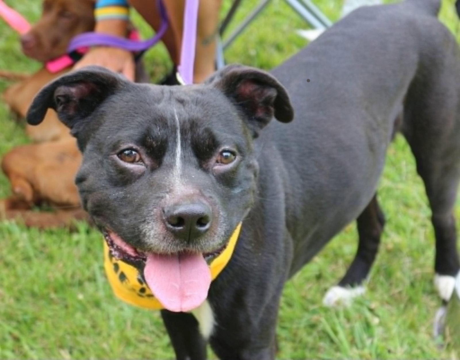 Frog, Adoptable, Adult Male Pit Bull Terrier.