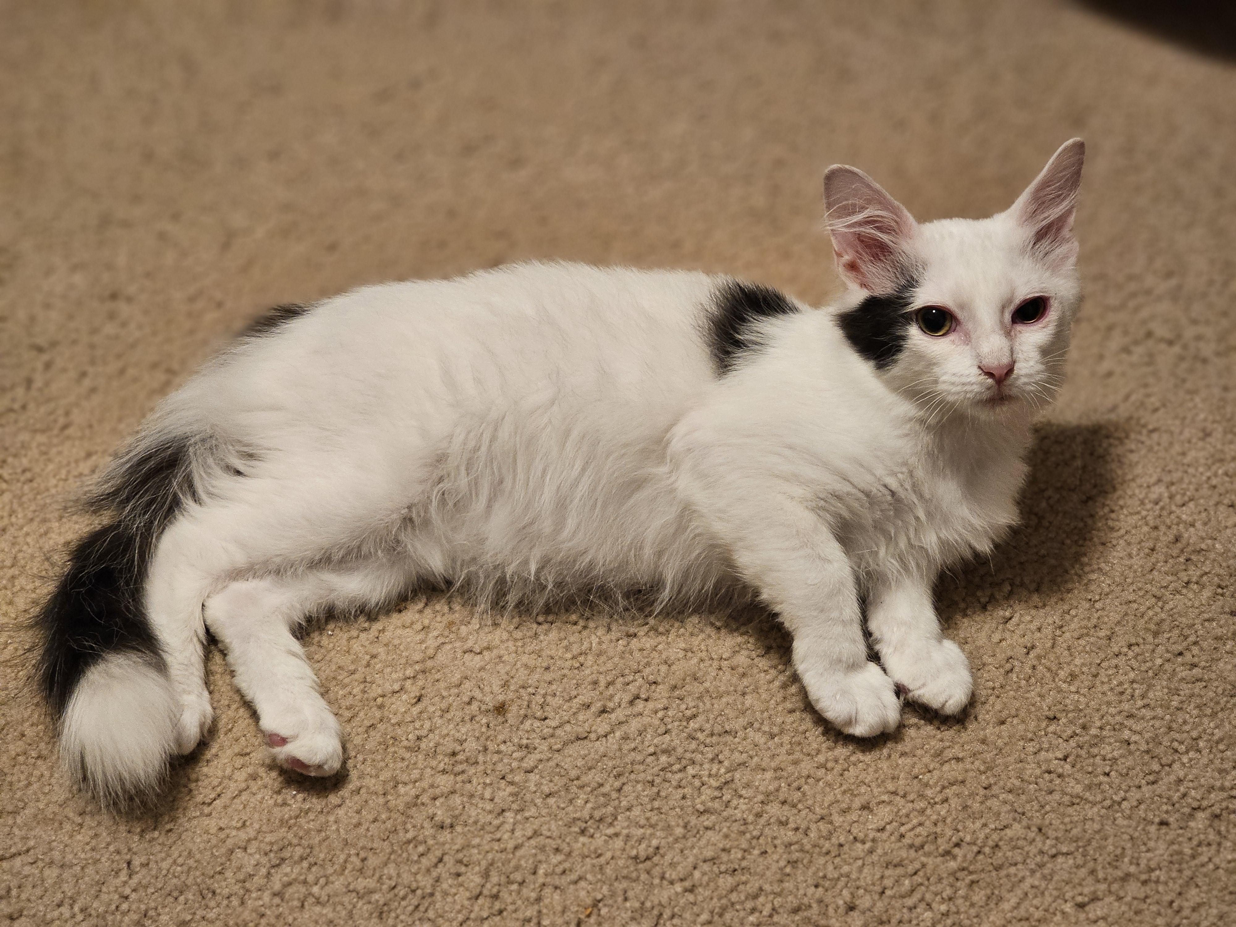 Enlarge Othello, a ADOPTABLE Domestic Medium Hair in Richmond, VA image 4/6