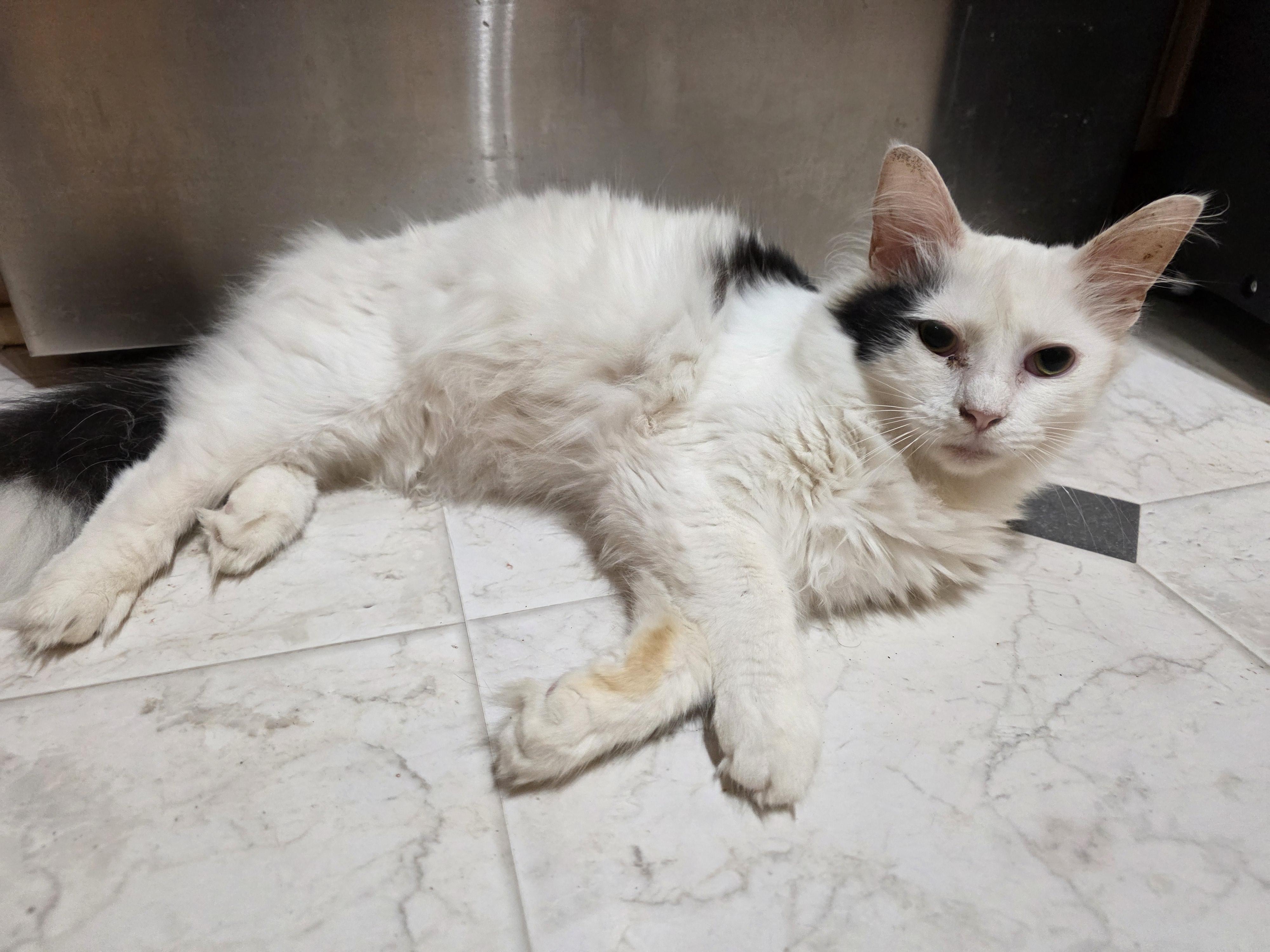 Othello, a ADOPTABLE Domestic Medium Hair in Richmond, VA image 3/6