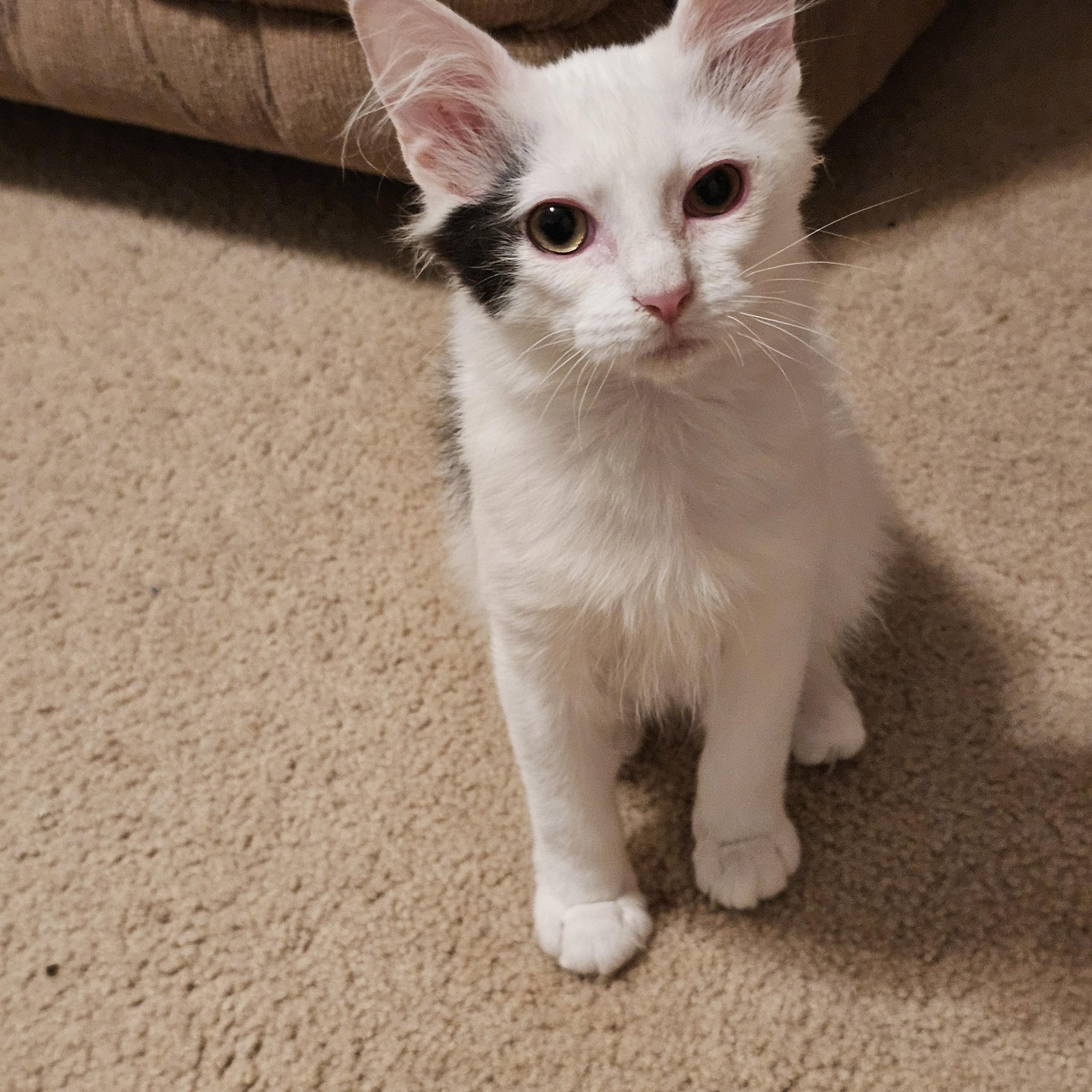 Enlarge Othello, a ADOPTABLE Domestic Medium Hair in Richmond, VA image 3/6