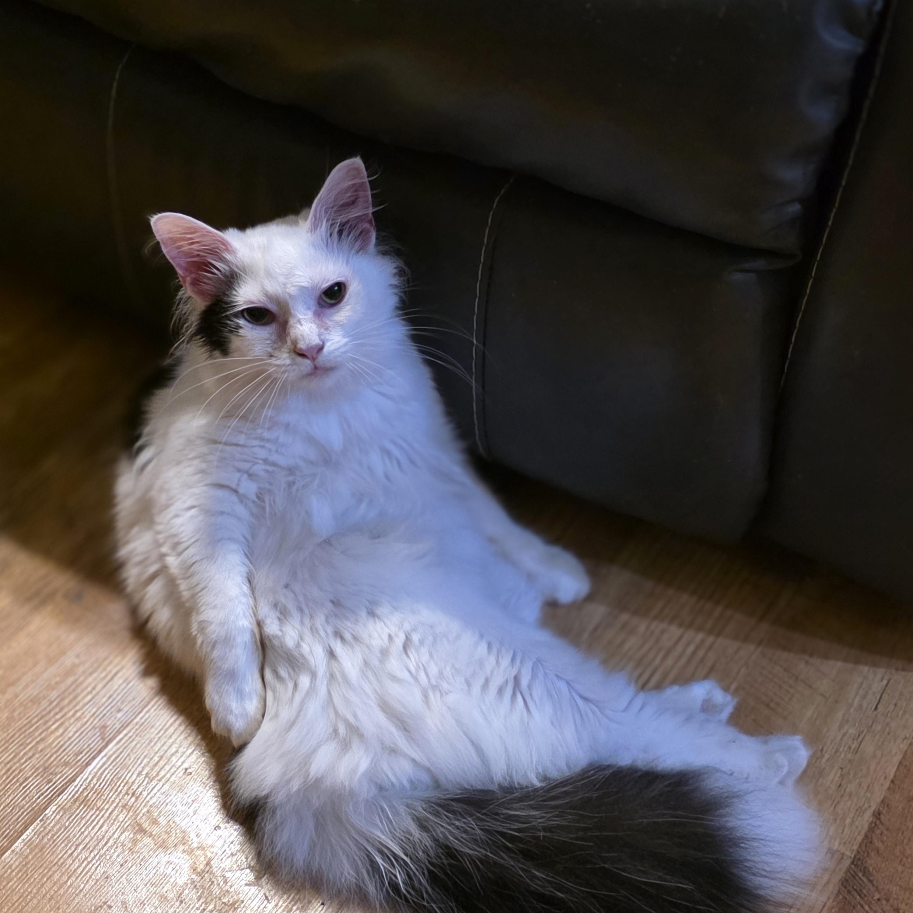 Othello, ADOPTABLE, Kitten Male Domestic Medium Hair.