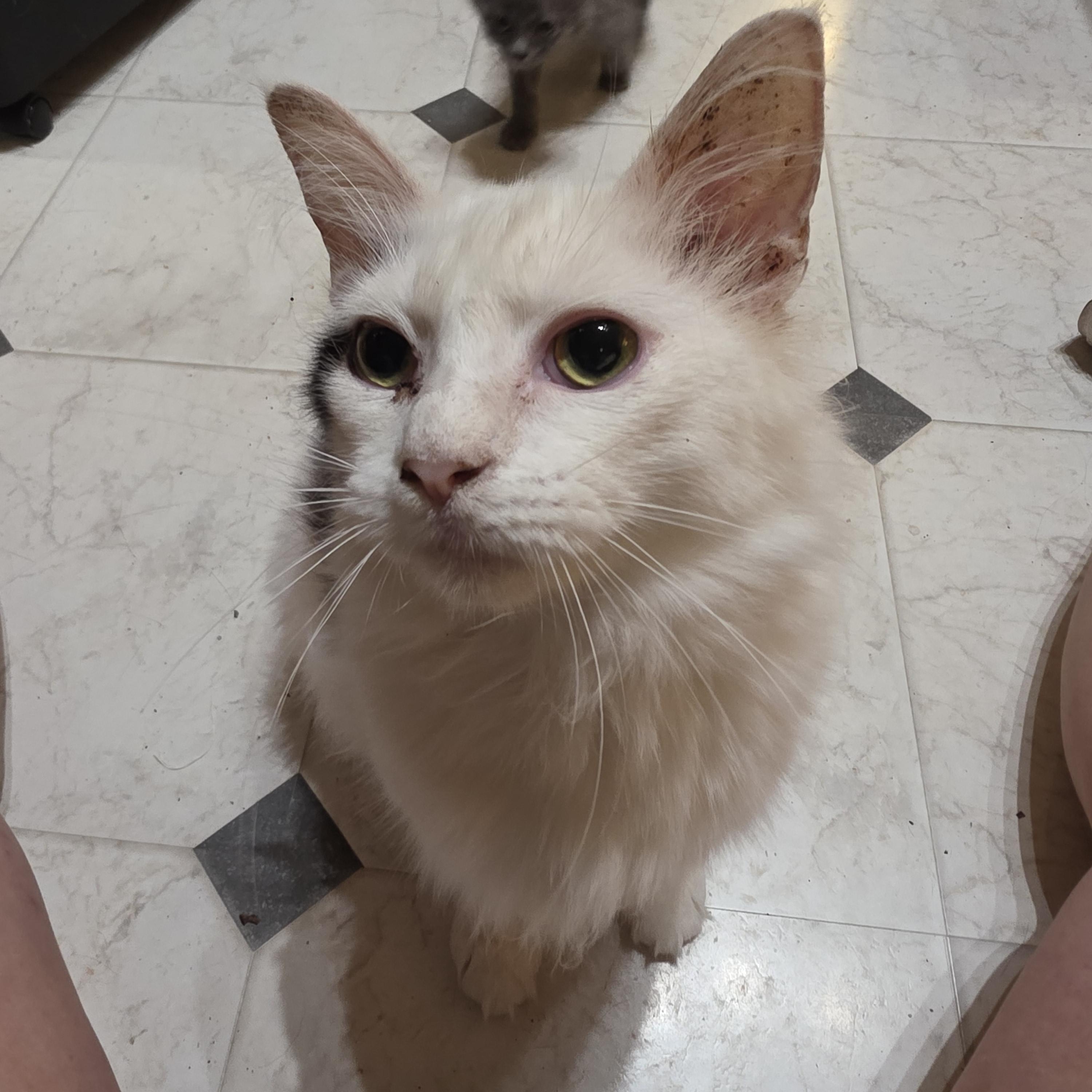 Othello, a ADOPTABLE Domestic Medium Hair in Richmond, VA image 5/6