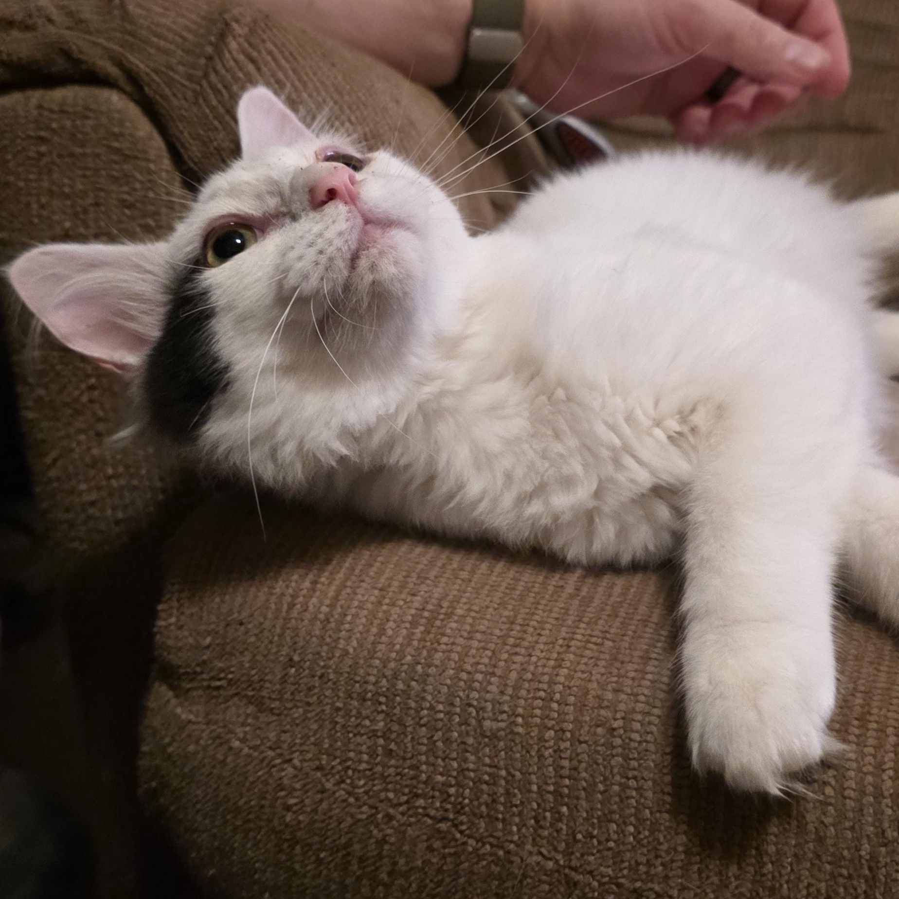 Enlarge Othello, a ADOPTABLE Domestic Medium Hair in Richmond, VA image 2/6